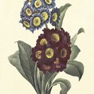 Boudoir Flower IV