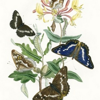British Butterflies I