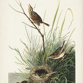 Pl. 149 Sharp-tailed Finch
