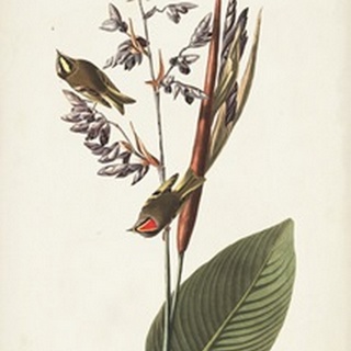 Pl. 183 American Golden-crested Wren