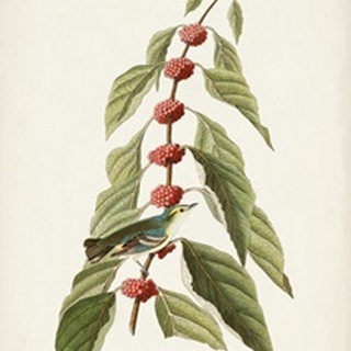 Pl. 49 Blue- Green Warbler