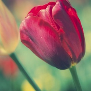 Tulip Sway II