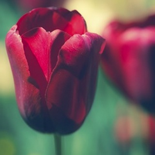 Tulip Sway I