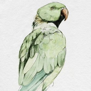Bright Parrot Portrait II