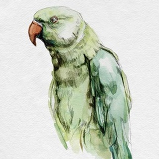 Bright Parrot Portrait I