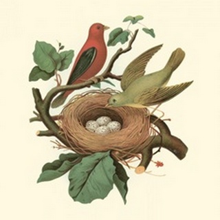 Scarlet Tanager and Nest