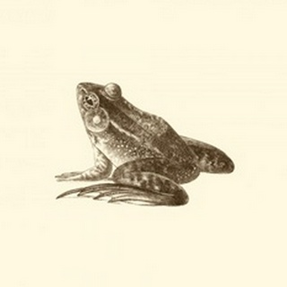 Sepia Frog I