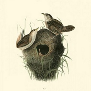 Short-billed Marsh Wren