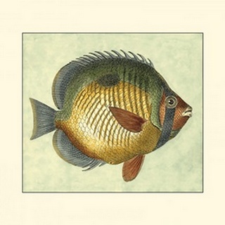 Small Butterfly Fish I