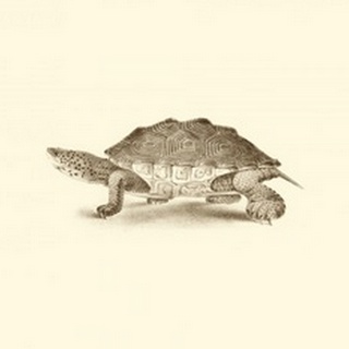 Sepia Turtle II