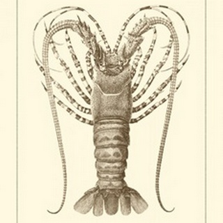 Sepia Lobster I