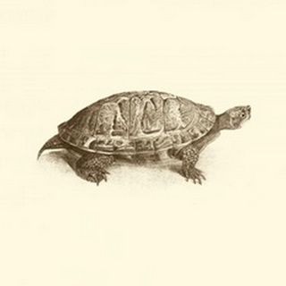 Sepia Turtle I