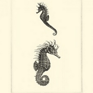 Sepia Seahorse