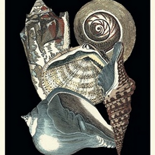Seashell Anthology I