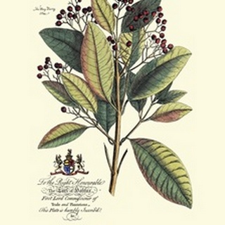 Royal Botanical VI