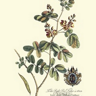 Royal Botanical IV