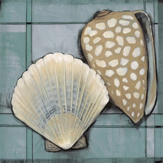 Seashell Sketch I