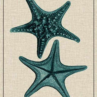 Coastal Starfish II