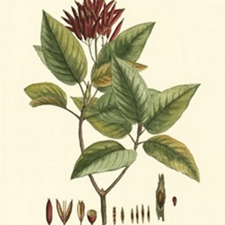 Crimson Botanical IV