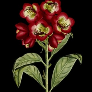 Crimson Flowers on Black III