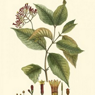 Crimson Botanical I