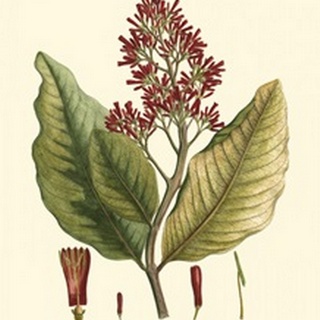 Crimson Botanical II