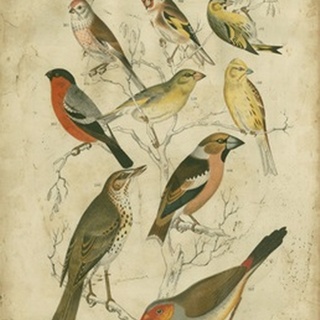 Avian Gathering II