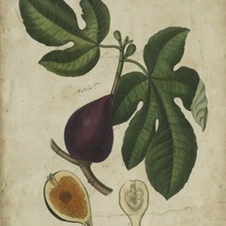 Antique Fig Tree