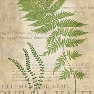 Fern Folio II