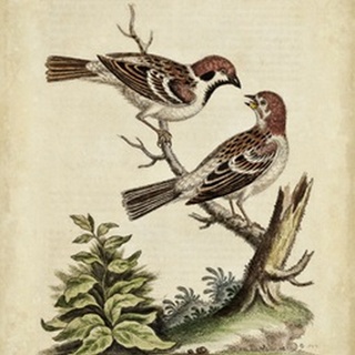 Edwards Bird Pairs VI