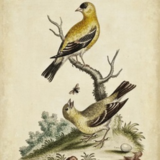 Edwards Bird Pairs III