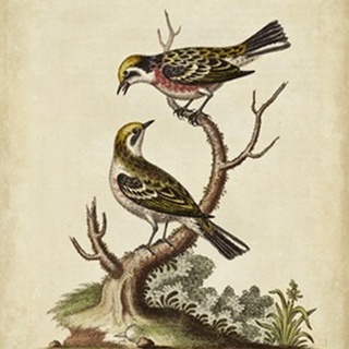 Edwards Bird Pairs II