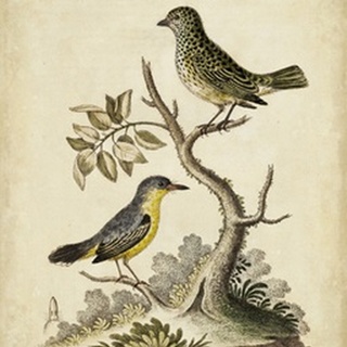 Edwards Bird Pairs VII