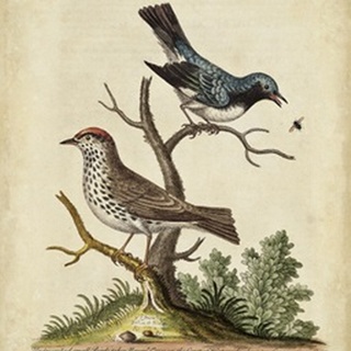 Edwards Bird Pairs V