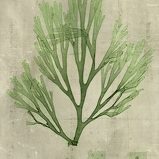Emerald Seaweed II
