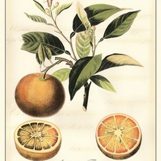 Tuscan Fruits III