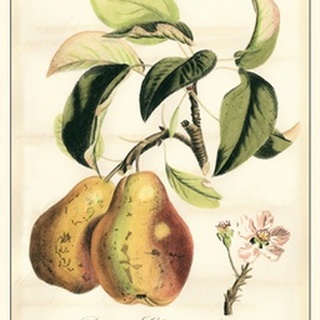 Tuscan Fruits IV