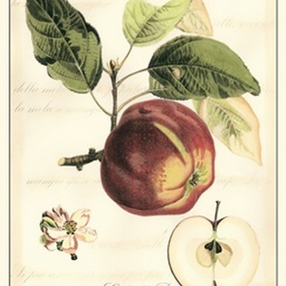 Tuscan Fruits I