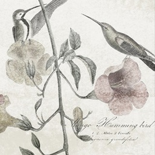 Soft Hummingbirds II