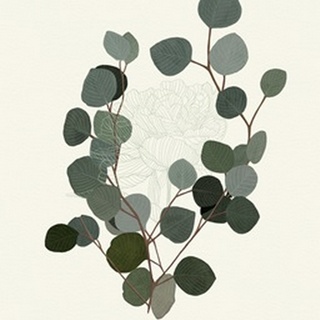 Eucalyptus Leaves II