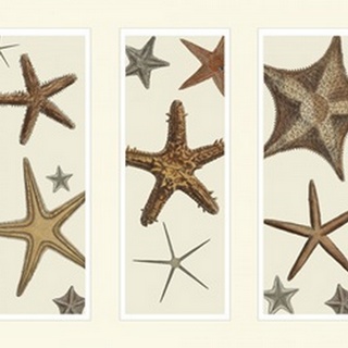 Starfish Print on 3 Panels