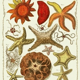 Starfish and Sea Urchins a