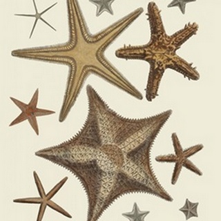 Starfish Collection 1