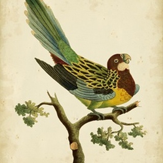 Nodder Tropical Bird II