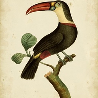 Nodder Tropical Bird III