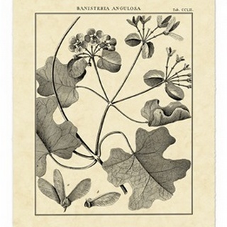 Vintage Botanical Study II