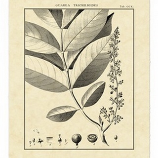 Vintage Botanical Study VI