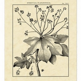 Vintage Botanical Study I