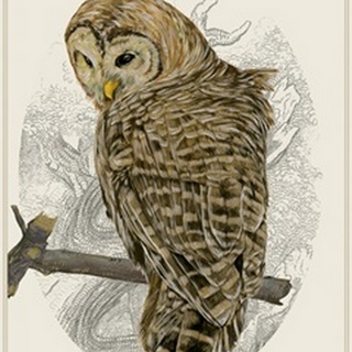Barred Owl II