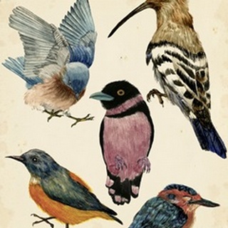 Bird Collection I